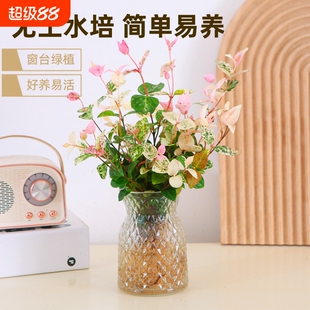 花叶络石水培彩叶植物窗台办公室好养新手绿植四季常青阳台盆栽