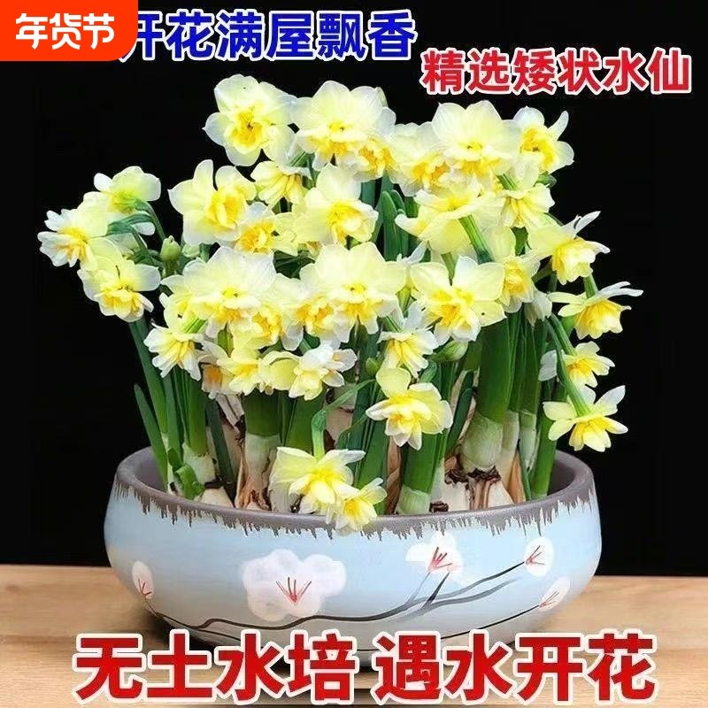 冬季【爆款】水仙花水培四季开花盆栽浓香型耐寒植物室内易养活