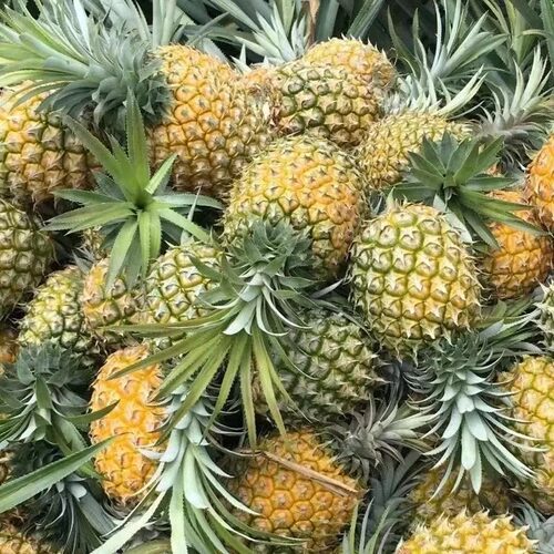 云南香水菠萝当季新鲜水果