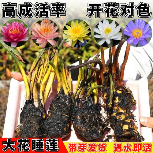 四季睡莲花苗水培植物带花苞池塘无土碗莲荷花根盆栽水养易活花卉