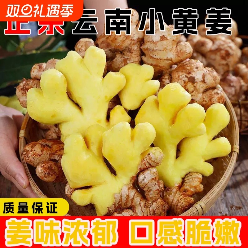 【云南小黄姜】正宗云南新鲜小黄姜现摘现发姜味浓郁农家直发生姜