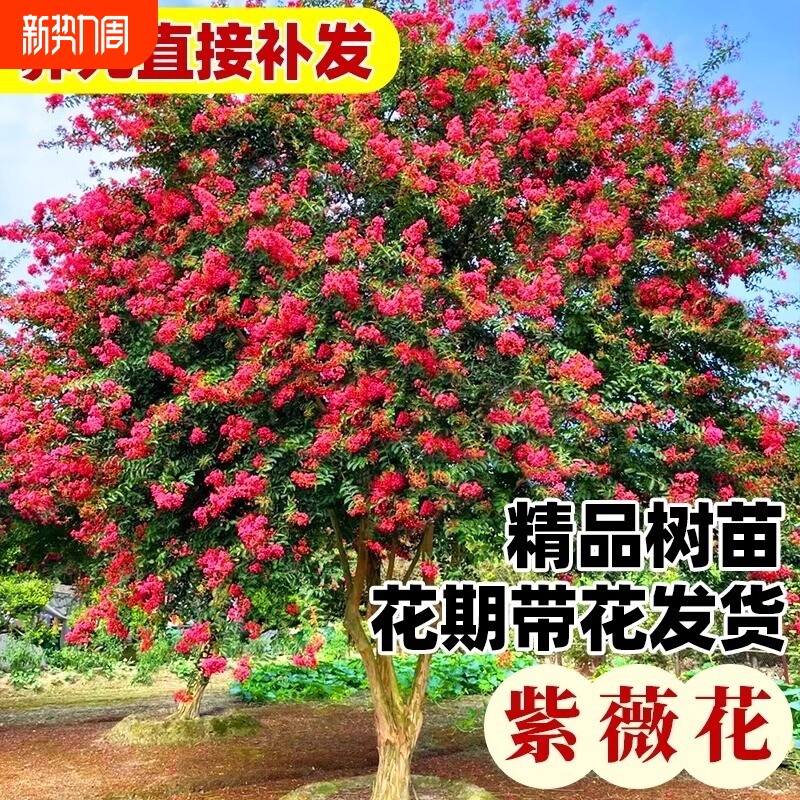 红花紫薇树苗绿化树盆栽四季花卉植物阳台室外庭院紫薇大苗百日红