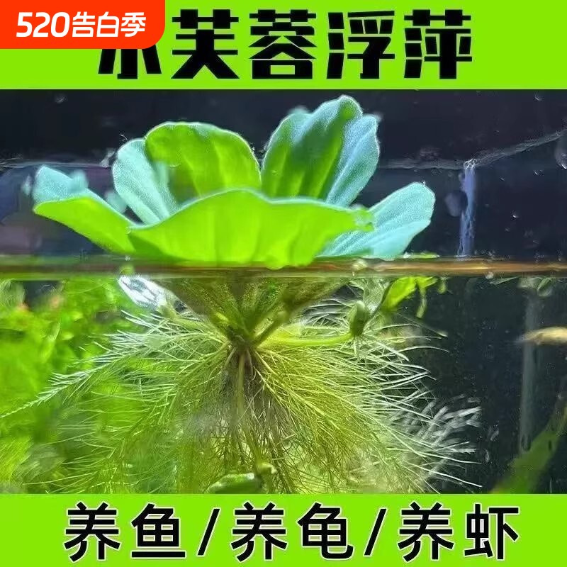 浮萍水草植物鱼缸造景冒泡水培躲避屋檐水芙蓉躲避屋檐净水真水草