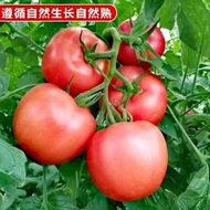 孕妇水果当季沙瓤西红柿自然熟新鲜生吃沙瓤当季水果番茄蔬菜