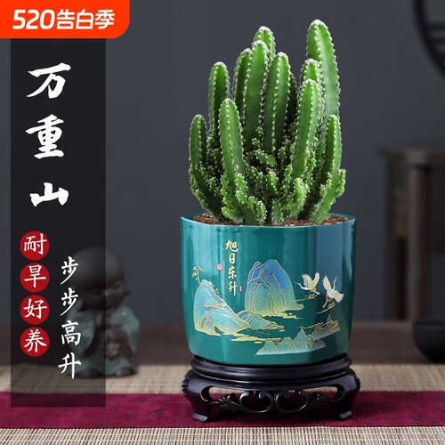 万重山盆栽仙人掌多肉植物仙人球好养室内办公室绿植四季客厅盆景