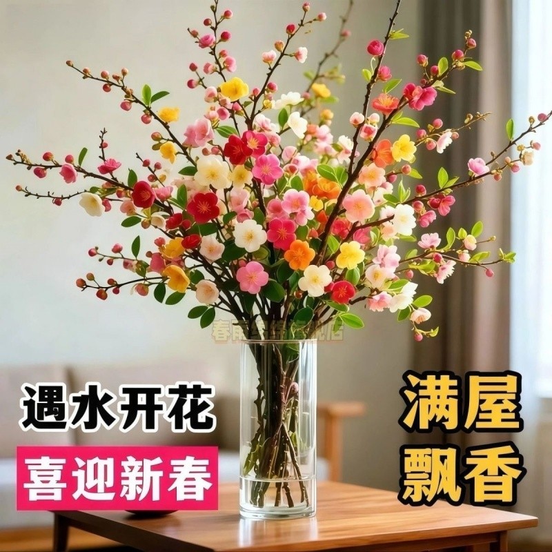 遇水开花鲜枝浓香型水培梅花枝带花苞室内耐寒花卉绿植客厅阳台