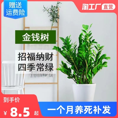 金钱树盆栽植物室内花卉大型客厅好养绿植大摇钱串子招财小发财树