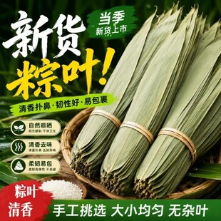 当季干粽叶粽子叶新鲜精选大号端午节包粽子耐煮不破浓郁鲜粽叶