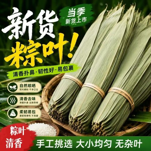 新货干粽叶新鲜精选大号粽子叶