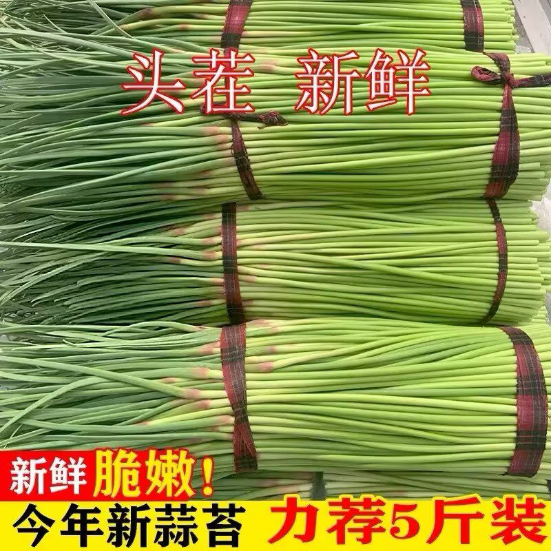 2026河南蒜苔新鲜蒜薹农家自种蒜毫蒜苗当季应季蔬菜特产现摘批发
