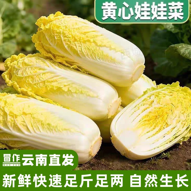 精品娃娃菜新鲜黄心小娃娃现挖火锅蔬菜云南高原露天农家自种蔬菜
