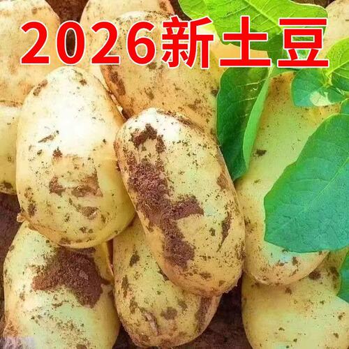 2026年新土豆新鲜黄心土豆