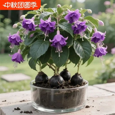 宝莲灯球盆栽好养室内外四季可种耐寒热水培花卉植开花阳台庭院