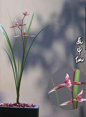 浙江细叶寒兰名贵兰花苗画中仙冬带花苞室内花卉绿植盆栽客厅品种