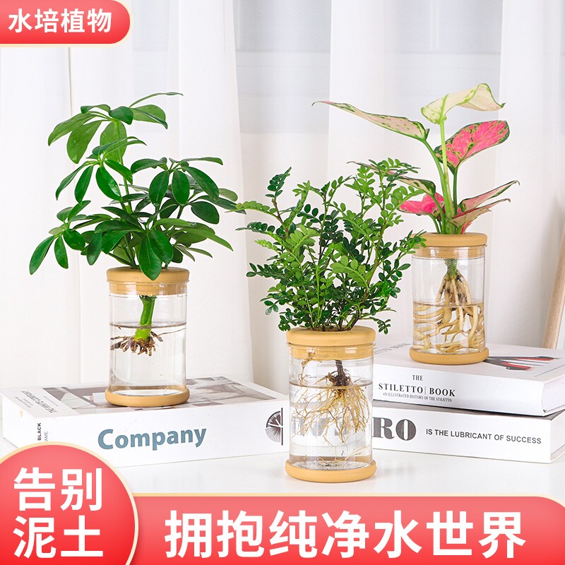 绿植室内花卉发财树富贵竹水培植物绿萝净化空气驱蚊盆栽白掌