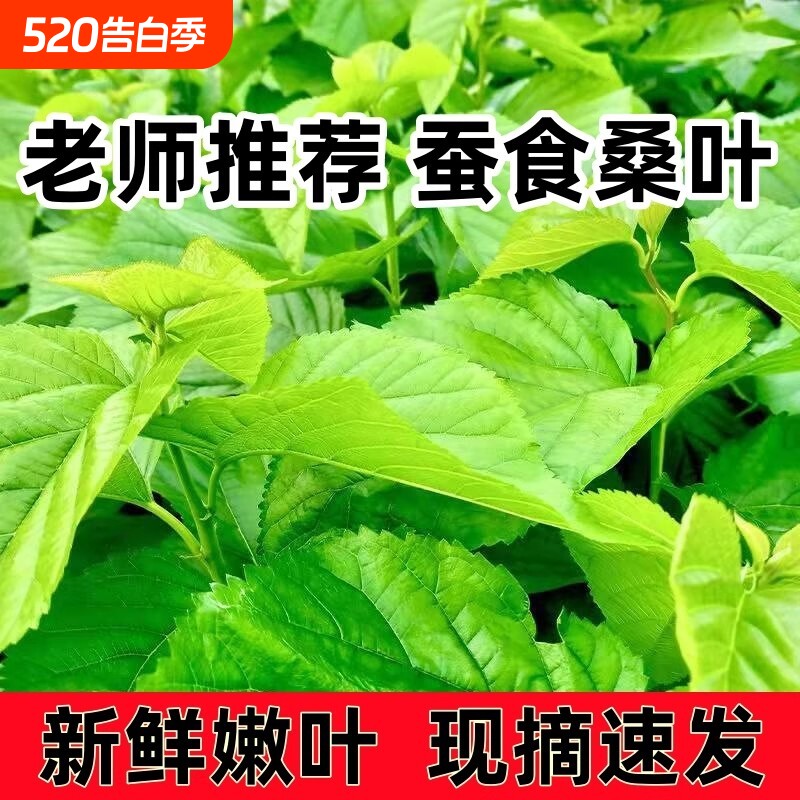 新鲜桑叶蚕宝宝学生养蚕套装桑树叶饲料养蚕嫩桑叶优质整理大叶