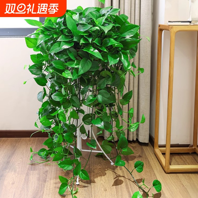 绿萝盆栽室内长藤大盆绿箩植物吸除甲醛水培新房客厅绿植卧室摆放