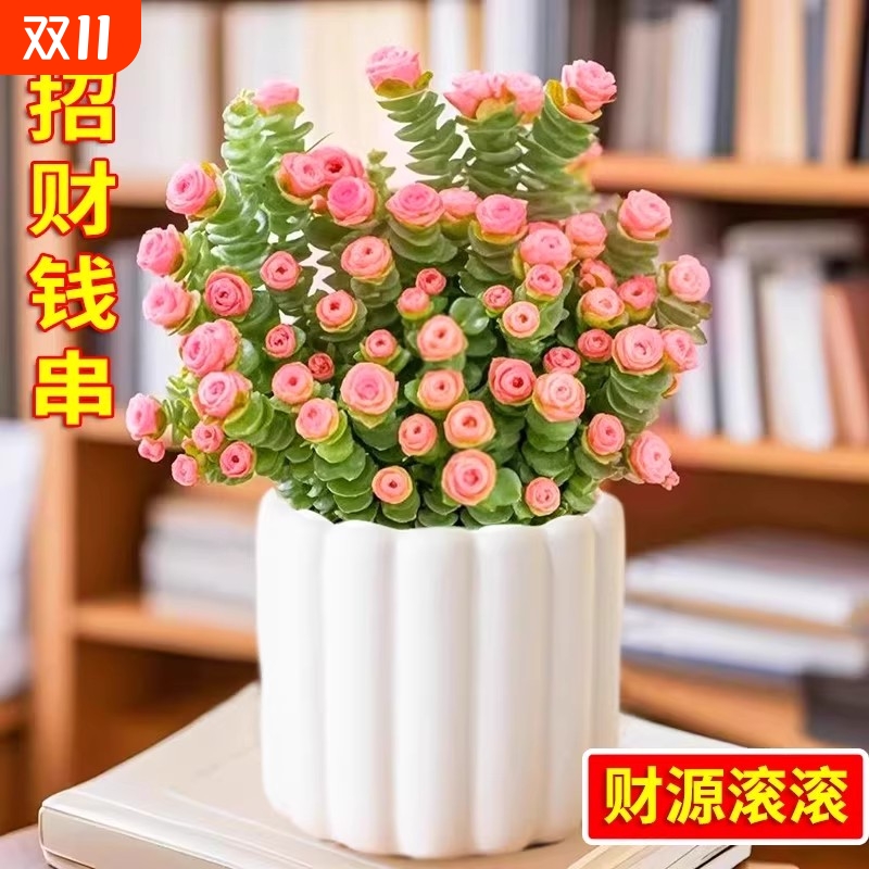 红心钱串子锦多肉植物盆栽稀有品种室内桌面阳台绿植新手好养肉肉