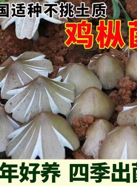鸡枞菌草包高产菌伞把菇