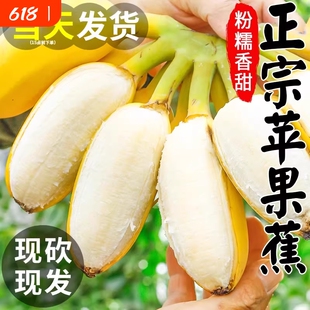 苹果蕉正宗香蕉小米蕉5斤新鲜水果当季整箱自然熟芭蕉包邮粉蕉9斤