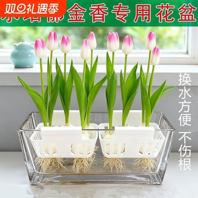 水培郁金香玻璃花盆含定植篮水养种球透明器皿固定蓝支架方形桌面