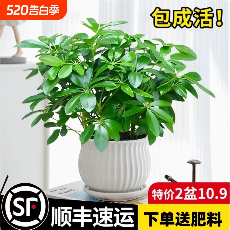 四季常青八方来财鸭脚木室内阳台桌面绿植盆栽花卉发财树客厅钻石