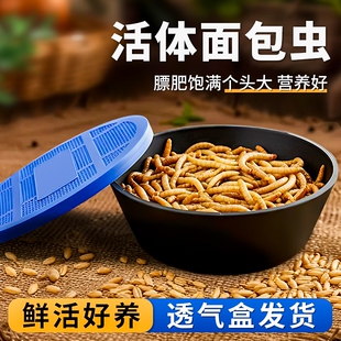 面包虫活虫黄粉虫喂鸟乌龟仓鼠龙鱼食活饵守宫蜥蜴角蛙包邮新鲜