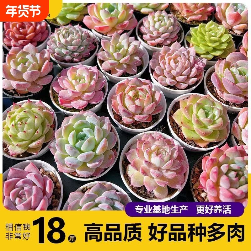 多肉植养不死耐活套餐新手肉肉植物防辐射老桩花盆室内绿植阳台美,鲜花速递/花卉仿真/绿植园艺,多肉植物,淘宝优惠券,粉丝福利购,淘宝优惠卷