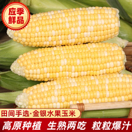 云南水果玉米甜玉米现摘金银双色