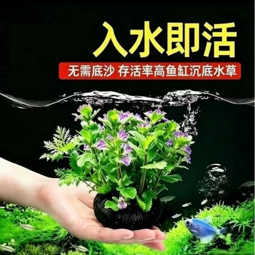 紫线莲坨草鱼龟缸造景净水真水草