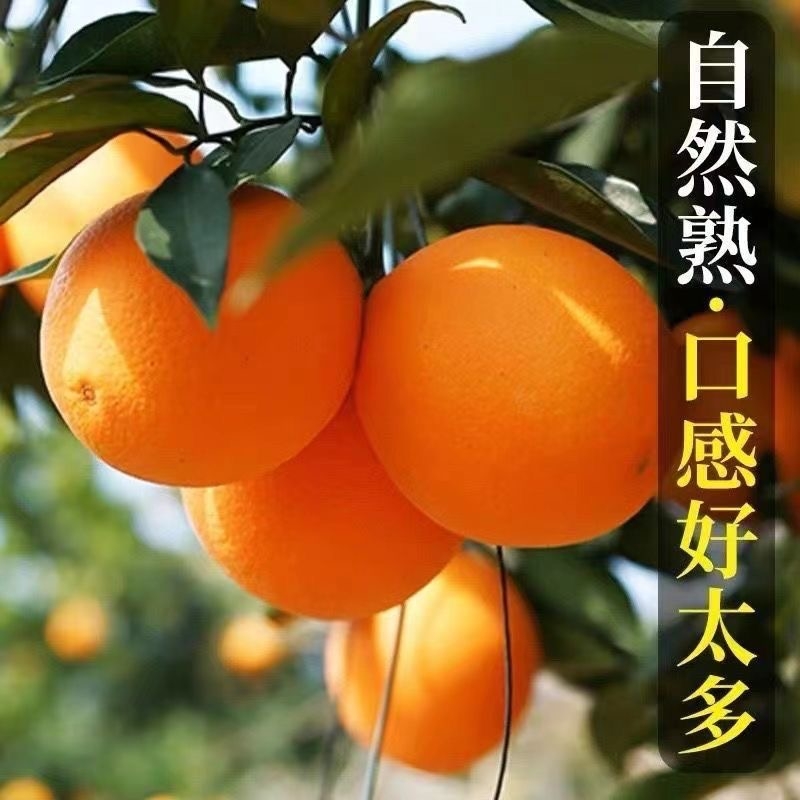 正宗纽荷尔鲜橙湖北宜昌纽荷尔