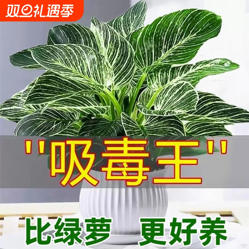 铂金钻盆栽蔓绿绒绿萝室内植物花卉绿植水培多肉新房家用吸除甲醛