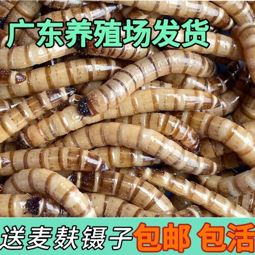 大麦虫活大麦虫一斤特价面包虫金龙鱼八哥乌龟仓鼠鸟食爬宠物饲料
