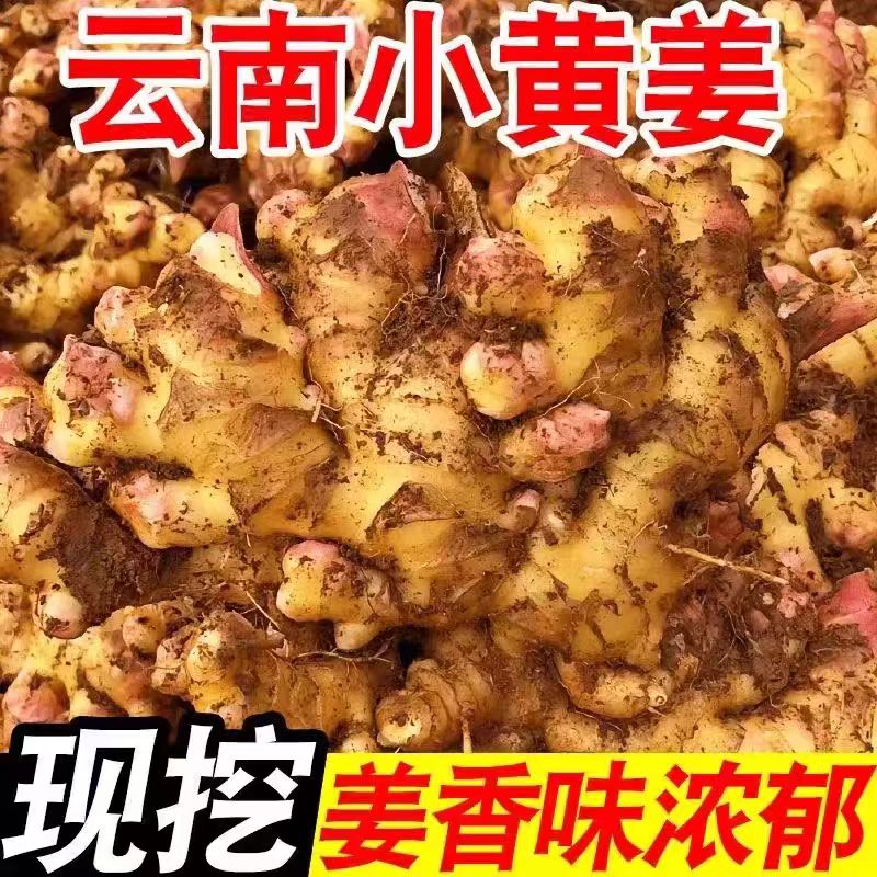 农家新鲜自种小黄姜姜新鲜嫩姜子姜云南嫩姜芽新鲜挖脆生姜5斤
