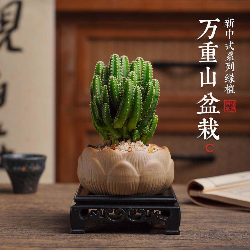 仙人掌盆栽万重山仙人球多肉植物花卉桌面室内微景观绿植好养摆件