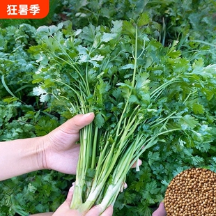香菜种子速生耐寒耐热老品种小叶香菜种籽芫荽种孑多季种植蔬菜籽