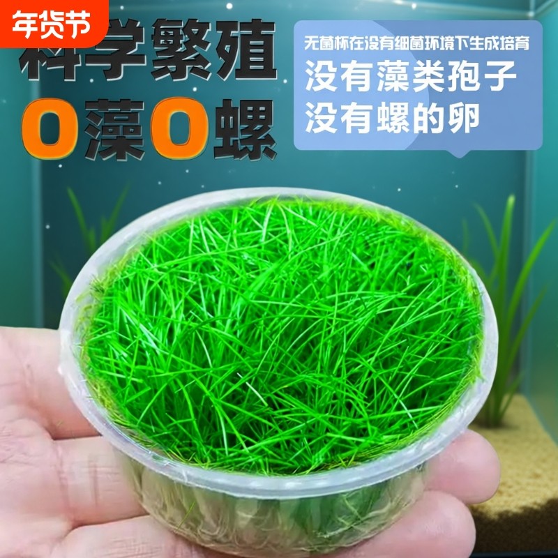 无菌杯牛毛水草前景草杯片植物鱼缸造景草坪专用阴性真草淡水好养,宠物/宠物食品及用品,水草,淘宝优惠券,粉丝福利购,淘宝优惠卷