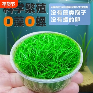 无菌杯牛毛水草前景草杯片植物鱼缸造景草坪专用阴性真草淡水好养