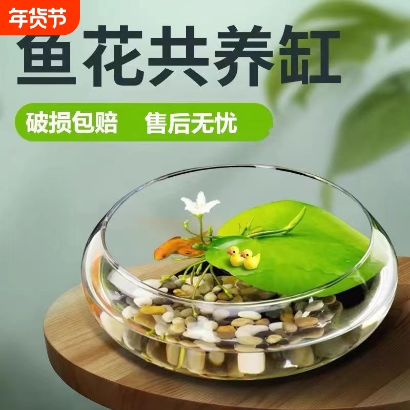 大口径玻璃花瓶碗莲铜钱草水仙花盆水培客厅桌面阳台摆件精致耐用,鲜花速递/花卉仿真/绿植园艺,花盆,淘宝优惠券,粉丝福利购,淘宝优惠卷