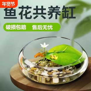 大口径玻璃花瓶碗莲铜钱草水仙花盆水培客厅桌面阳台摆件精致耐用