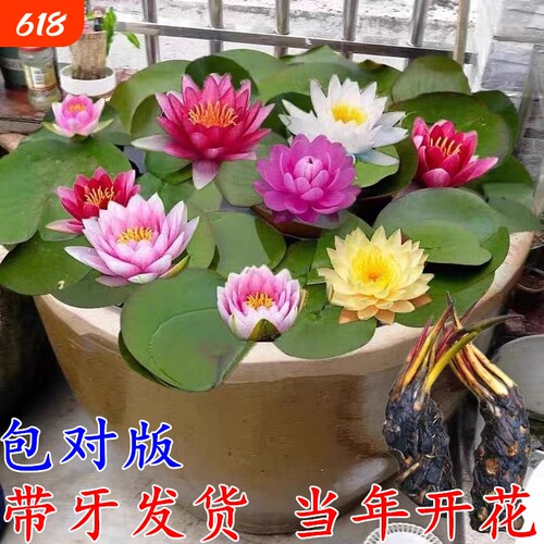 根块池塘睡莲四季