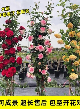 1米6大苗蔷薇花苗藤本月季花爬藤植物耐寒花卉盆栽玫瑰开花庭院