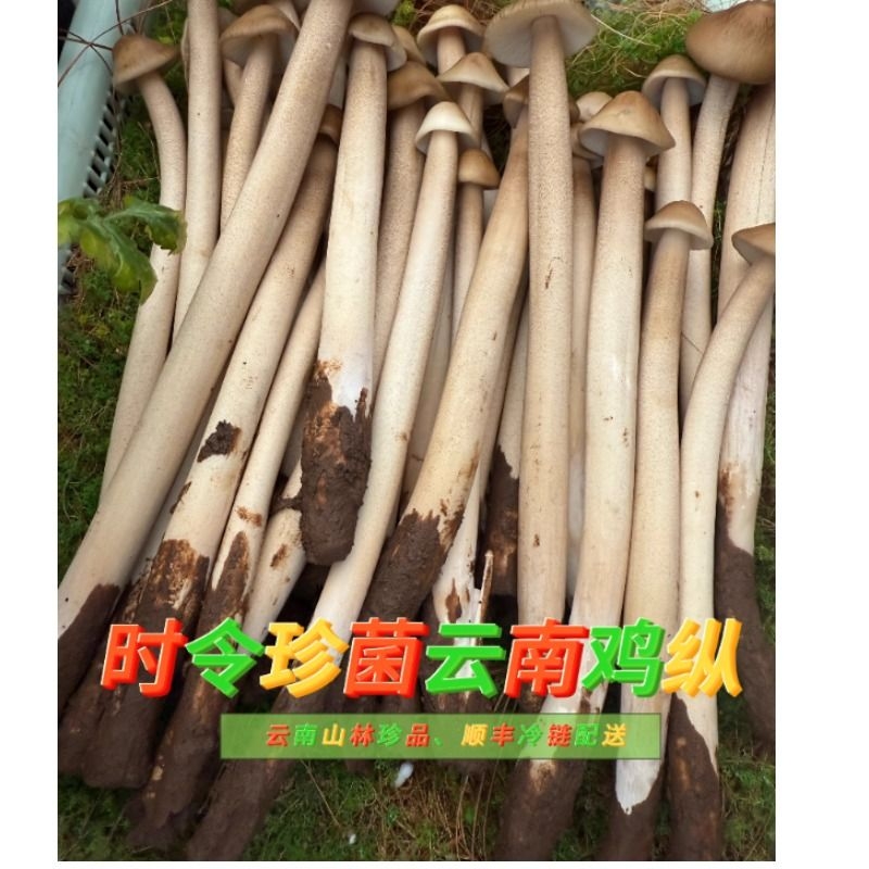 云南深山新鲜鸡枞菌特级野生蚂蚁鸡枞炒炖煲汤涮火锅冷链顺丰