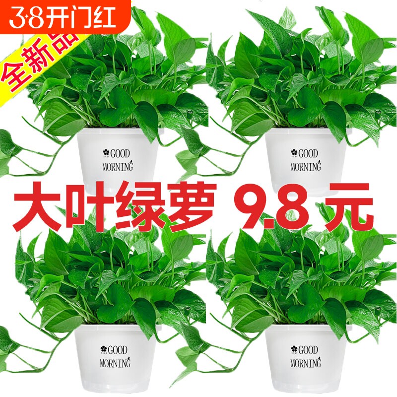 绿萝盆栽室内好养客厅净化空气花卉大叶大盆绿箩除甲醛绿植办公室