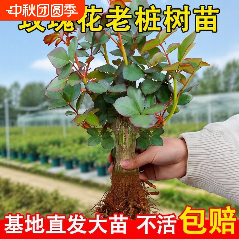 月季老根盆栽玫瑰|153人收藏图片