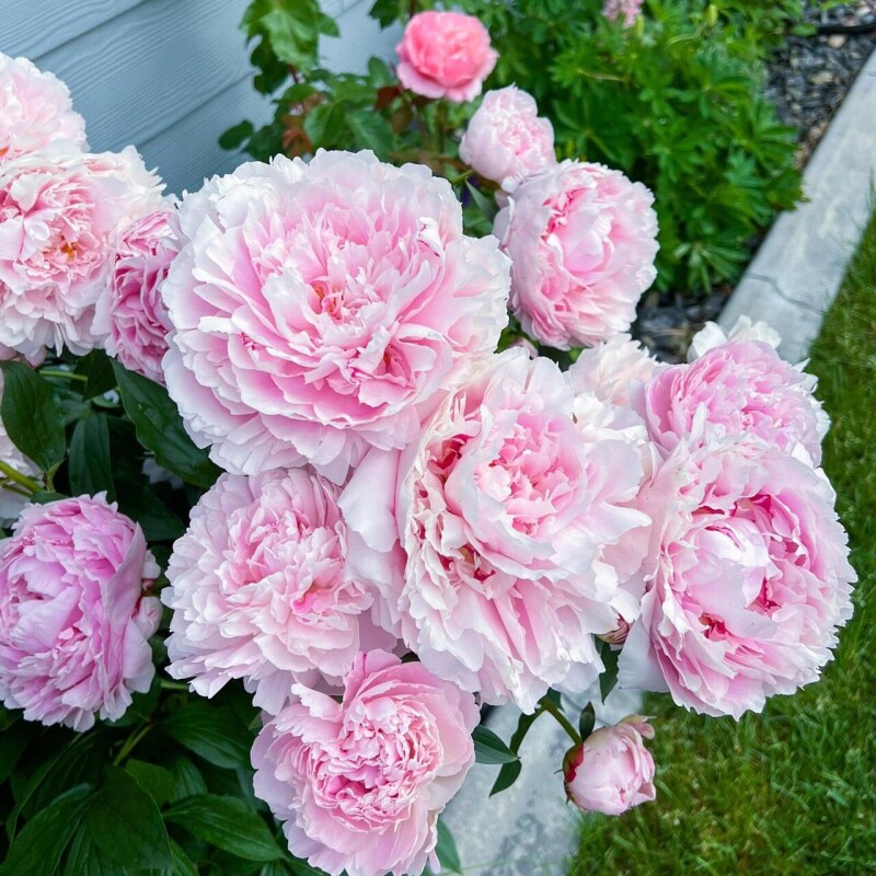 芍药花苗种根带芽四季开花卉阳台庭院牡丹花种根盆栽植物多规格