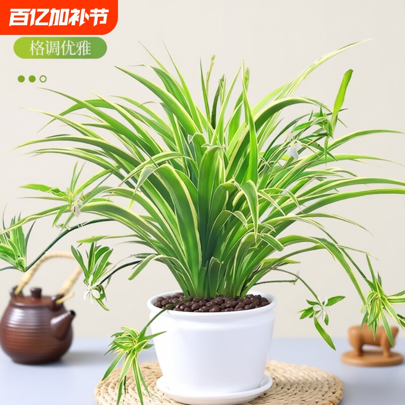 金边吊兰盆栽水培植物大盆吸甲醛室内好养花卉垂吊桌面绿植物金钻