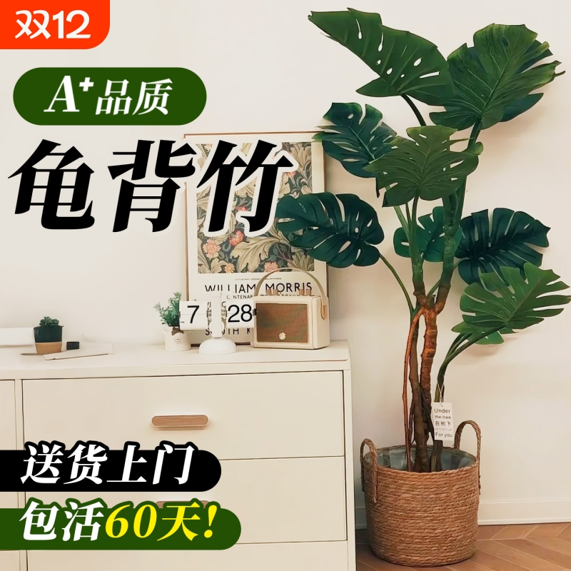 龟背竹客厅大盆栽提跟老桩