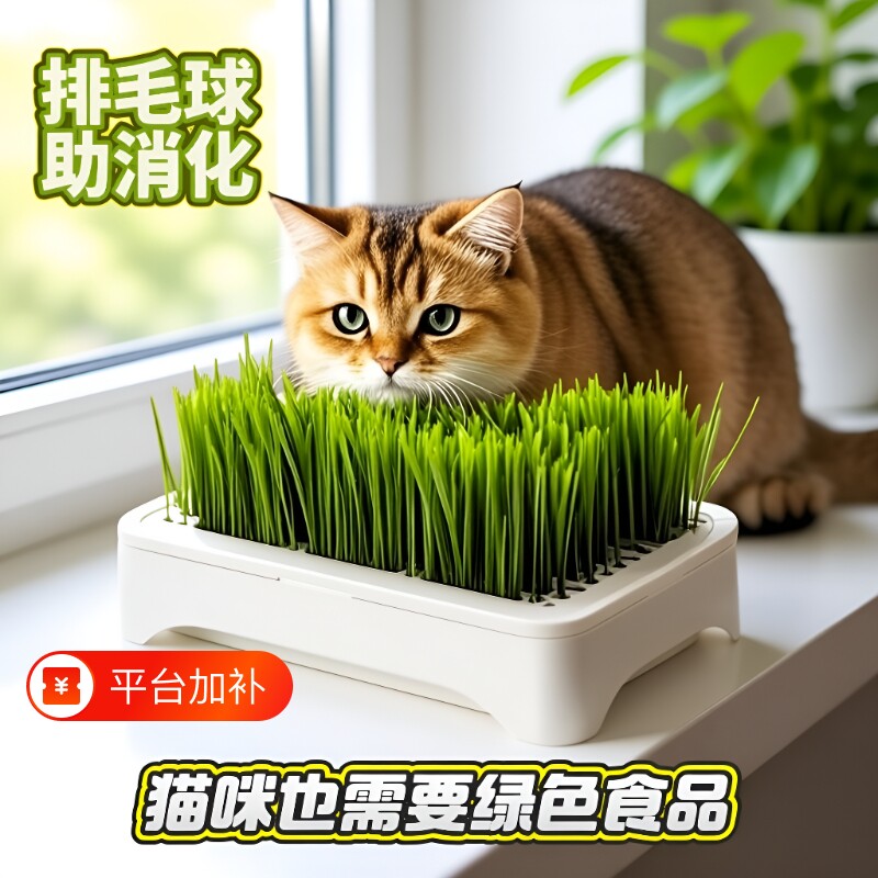 水培小麦种子育苗即食猫草猫咪麦苗排毛无土植物土培养猫直接吃