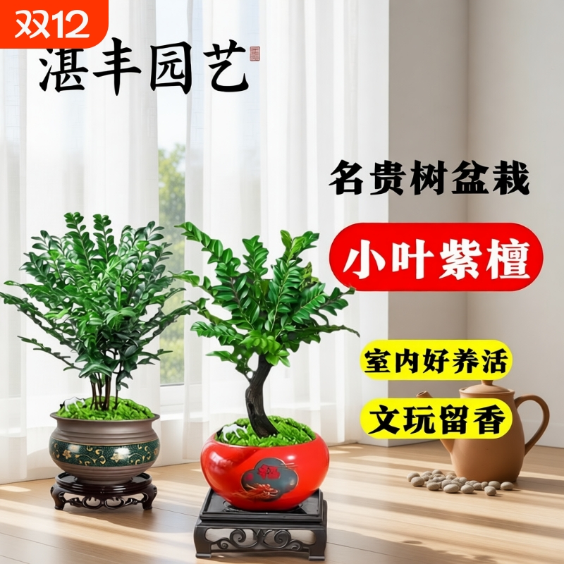 小叶紫檀盆景绿植盆栽茶室内桌面树苗花卉老桩植物四季好养活客厅